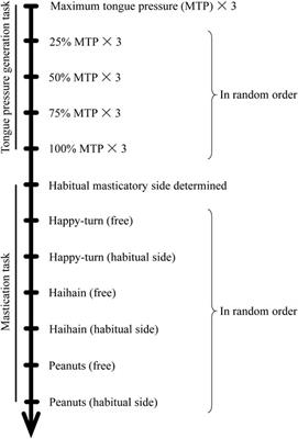 Functional Role of Suprahyoid Muscles in Bolus Formation During Mastication